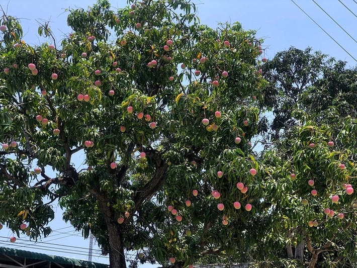 Cây xoài thân cao, trĩu quả. Quả nào quả ấy đều tròn tròn, màu hồng đỏ như "đào tiên".