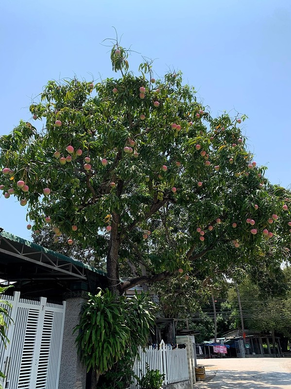 Đó là cây xoài Úc cổ thụ được chủ nhân chụp trên địa phận huyện Cam Lâm, tỉnh Khánh Hòa.