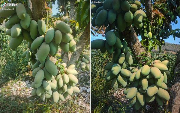 Nhiều người ví cây xoài không khác loại nho thân gỗ, quả bám đầy thân.