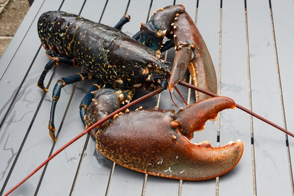 Tôm hùm Alaska đông lạnh cũng được rao bán với giá chỉ từ 499.000/kg, loại từ 1,5-2,5kg/con, được xem là mức giá rẻ chưa từng có.