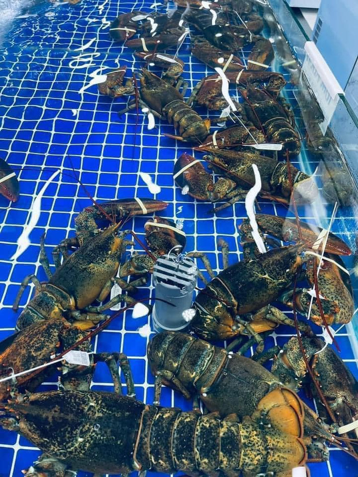 Tôm hùm Alaska là loại tôm hùm sống ở vùng nước lạnh Bắc Cực và bờ biển ở Bắc Mỹ. Loại tôm này kích thước lớn, thịt chắc và hương vị đậm đà.