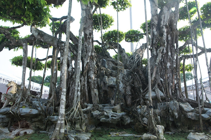 Tay tán bông địa có tỷ lệ đẹp hình thành 81 bông tán tựa tản vân. Ảnh: Dân Việt
