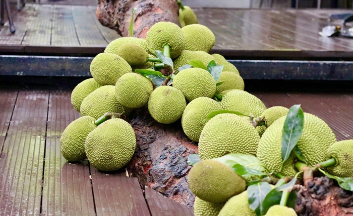 Mỗi năm trôi qua, cây mít cổ thụ lại kết trái dày đặc, mọc thành từng chùm dọc thân và các cành lớn. Ảnh: Công luận