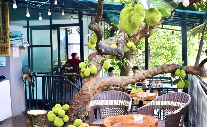 Trên tầng 2 của quán cà phê có cây mít mọc giữa quán với những quả mít to tròn, chi chít quả. Ảnh: Công luận