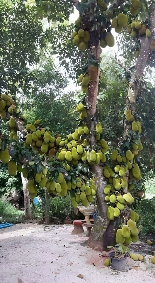 Tọa lạc tại xã Ngọc Hồi (Thanh Trì, Hà Nội), cây mít cổ thụ được mệnh danh sai quả nhất Việt Nam. Ảnh: Facebook