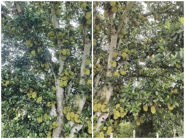 Từ gốc cho đến tất cả các nhánh, thậm chí những cành cây nhỏ trên ngọn cũng lúc lỉu quả xen lẫn lá xanh. Ảnh: Facebook