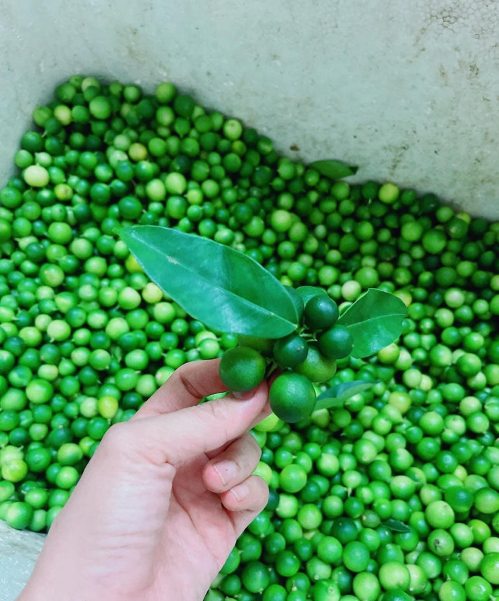 Không phải là loại quả mới xuất hiện trên thị trường nhưng thời gian gần đây, chanh rừng Mẫu Sơn bất ngờ tạo nên cơn sốt, được khách hàng lùng mua với giá khá đắt đỏ.