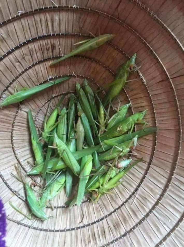 Muồm muỗm là loại côn trùng quen thuộc tại các vùng quê, thường xuất hiện vào mùa lúa chín.