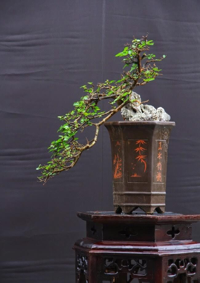 Duối bonsai có thân và cành khúc khuỷu, mang dáng dấp của thế thác đổ. Ảnh: Bonsaidep