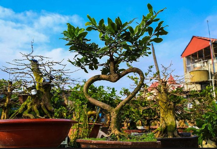 Mai hình trái tim đẹp lạ. Ảnh: PLXH