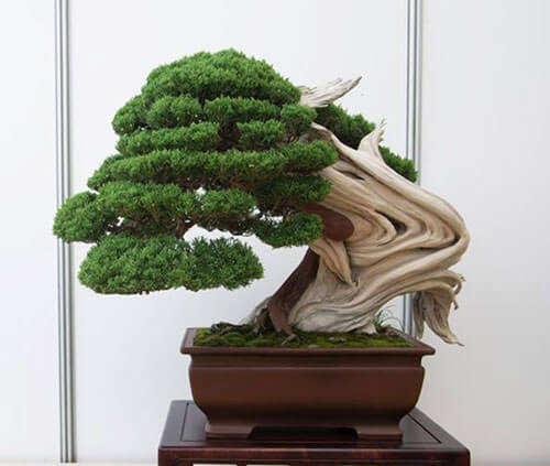 Tùng bonsai được tạo dáng nghệ thuật đẹp mắt, nâng giá trị cây cảnh lên một tầm cao mới. Ảnh: Bonsaidep