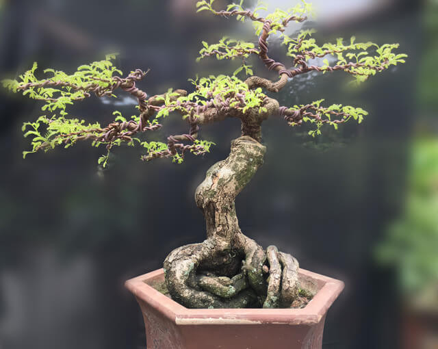 Me không những chỉ được trồng để phục vụ cho cuộc sống hằng ngày mà còn được tạo thành những tác phẩm bonsai trang trí trong sân vườn, quán cafe, nhà hàng, khu ngỉ dưỡng... Ảnh: Bonsaidep