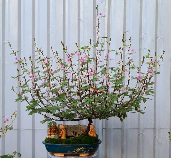 Tùy kích thước, hình dáng, tán cây, mỗi chậu hoa trinh nữ bonsai được rao bán từ vài chục nghìn đến cả triệu đồng. Ảnh: Facebook