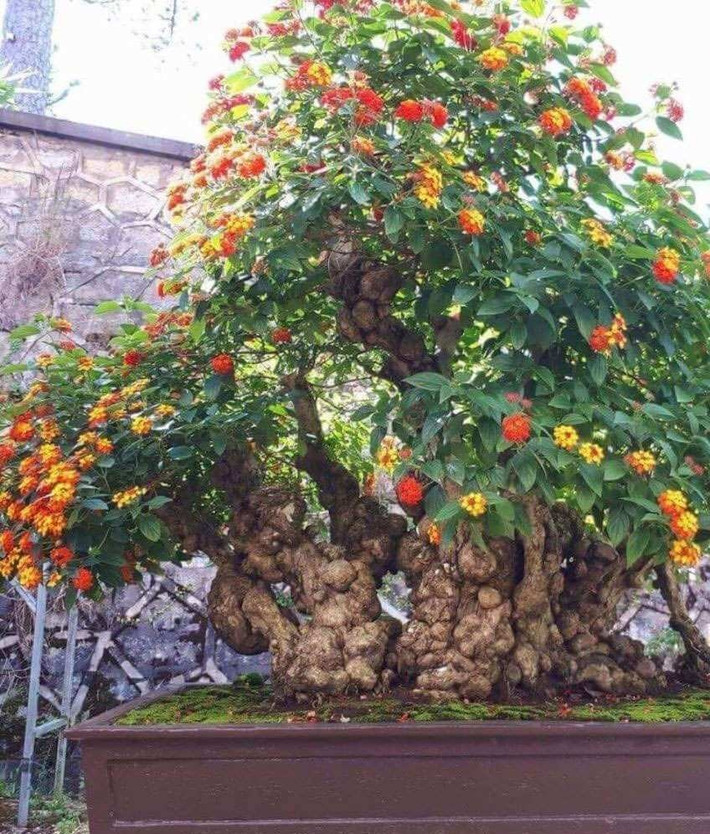 Mỗi chậu hoa ngũ sắc bonsai có giá từ vài trăm nghìn đồng đến tiền triệu, thậm chí có nhiều gốc bonsai đẹp mắt có giá vài chục triệu đồng. Ảnh: Caybamien