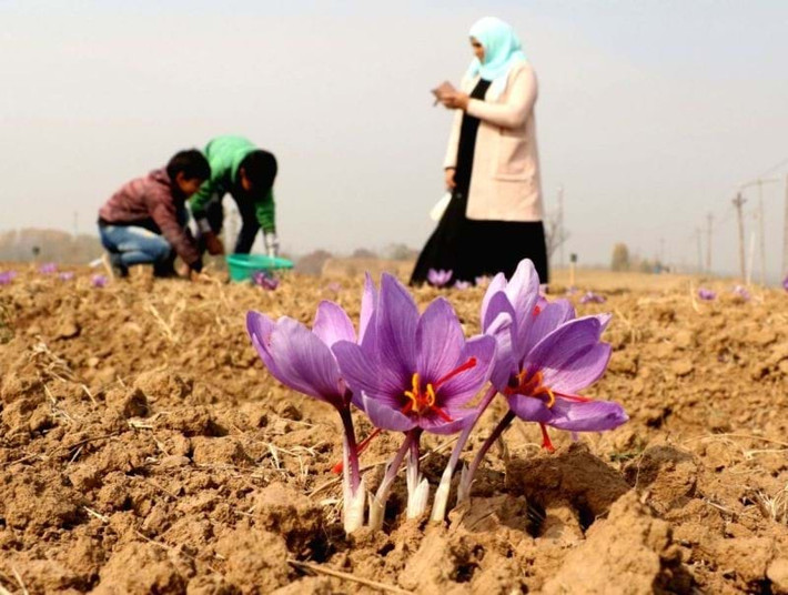 Hoa nghệ tây nở ngắn và rất mỏng manh nên khi đã nở là phải hái ngay. Trong đêm khi hoa vừa hé nở và còn ngậm sương sớm, người dân phải nhanh chóng thu hoạch hoa, để ánh nắng mặt trời với bức xạ mạnh không làm nhụy hoa khô héo.