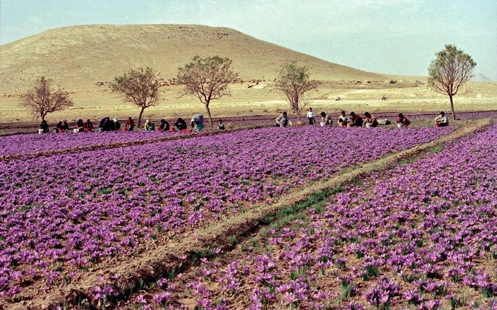 Khu vực núi cao Mashhad, giáp với ranh giới Afghanistan, nổi tiếng với những cánh đồng hoa nghệ tây tím biếc trải dài bất tận. Nơi đây được gọi là "Thủ phủ của saffron", loại thảo dược quý giá và đắt đỏ bậc nhất hành tinh.