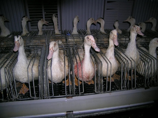 Thậm chí, nhiều chú ngỗng không thể đứng dậy, gãy cả chân vì quá nặng nề. Ảnh: Farm Sanctuary