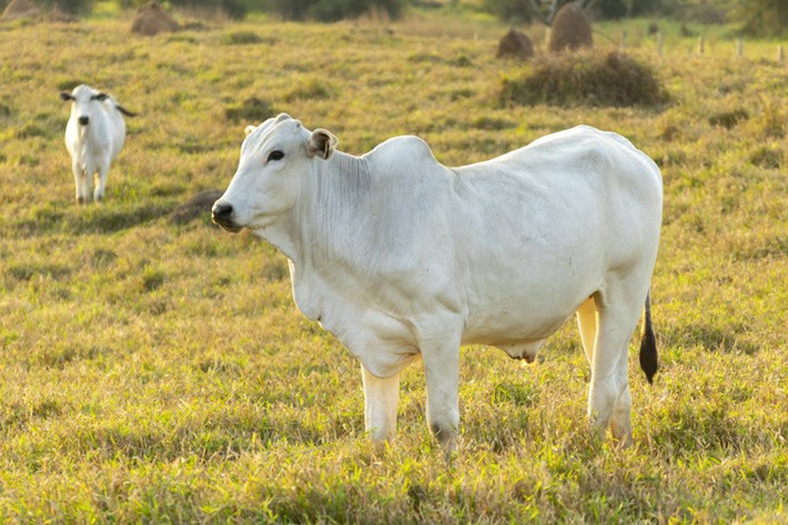 Các nhà chăn nuôi khác còn đánh giá cao con bò này tính cách hiền lành, khả năng làm mẹ và ngoại hình đẹp. Ảnh: Getty