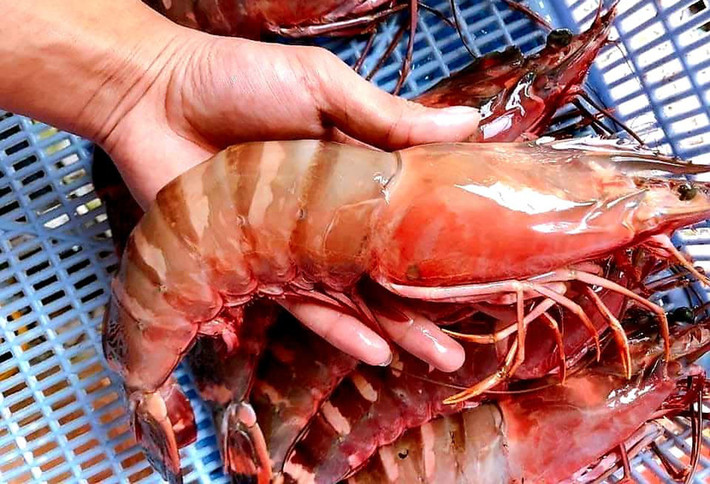 Tôm sú cọp có vị ngọt và hương thơm đặc trưng nên được nhiều người yêu thích. Trên thị trường, tôm sú cọp có giá từ 1,1 - 1,8 triệu đồng/kg, tùy loại. Ảnh: Vietnamnet