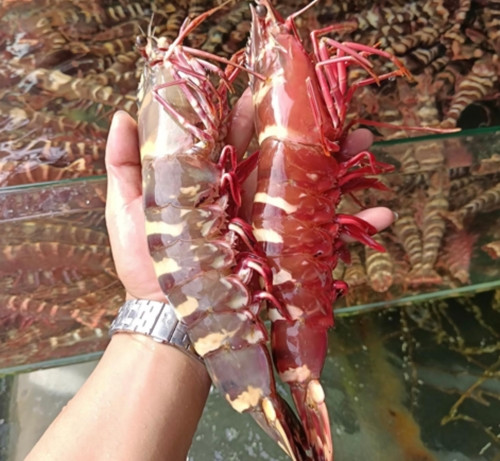 Tôm sú cọp hay tôm sú mẹ khổng lồ là loại tôm sú được đánh bắt hoàn toàn tự nhiên tại các vùng biển phía Nam nước ta nhưng số lượng không nhiều. Ảnh: Crabseafood