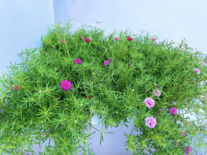 Ở phía chân tường và thảm cỏ xung quanh cũng được Thuỷ Tiên trang hoàng bằng hoa mười giờ rực rỡ.