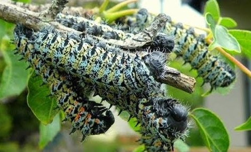 Sâu Mopane có vẻ ngoài đáng sợ nhưng lại là đặc sản được ưa chuộng tại Nam Phi dù giá thành đắt hơn cả tôm hùm. Ảnh: Getty
