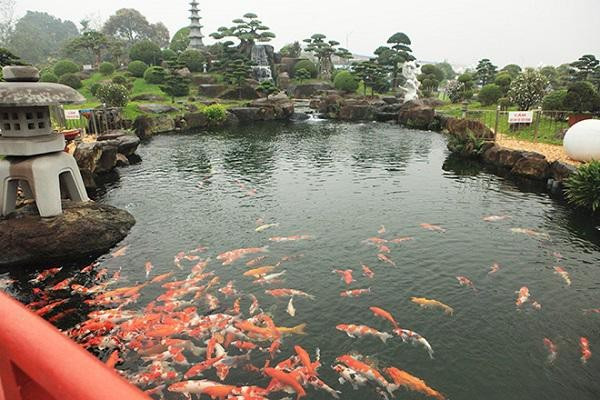 Riêng đàn cá Koi dưới hồ có tổng giá trị gần 10 tỷ đồng. Ảnh: Vietnamnet