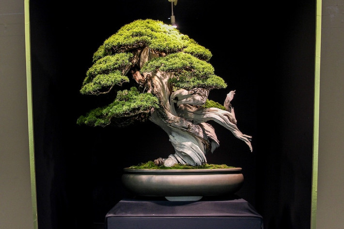 Tại triển lãm cây cảnh Taikan-ten ở Kyoto (Nhật Bản), cây bách xù Sargent đã được bán với giá cực kỳ đắt đỏ 350.000 USD.