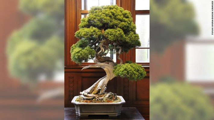 Cây bách xù Shimpaku 400 năm tuổi đã bị đánh cắp khỏi vườn của một cặp vợ chồng người Nhật khiến họ rất đau lòng. Ước tính, giá trị của cây này khoảng 120.000 USD. Nguồn ảnh: Abanahomes