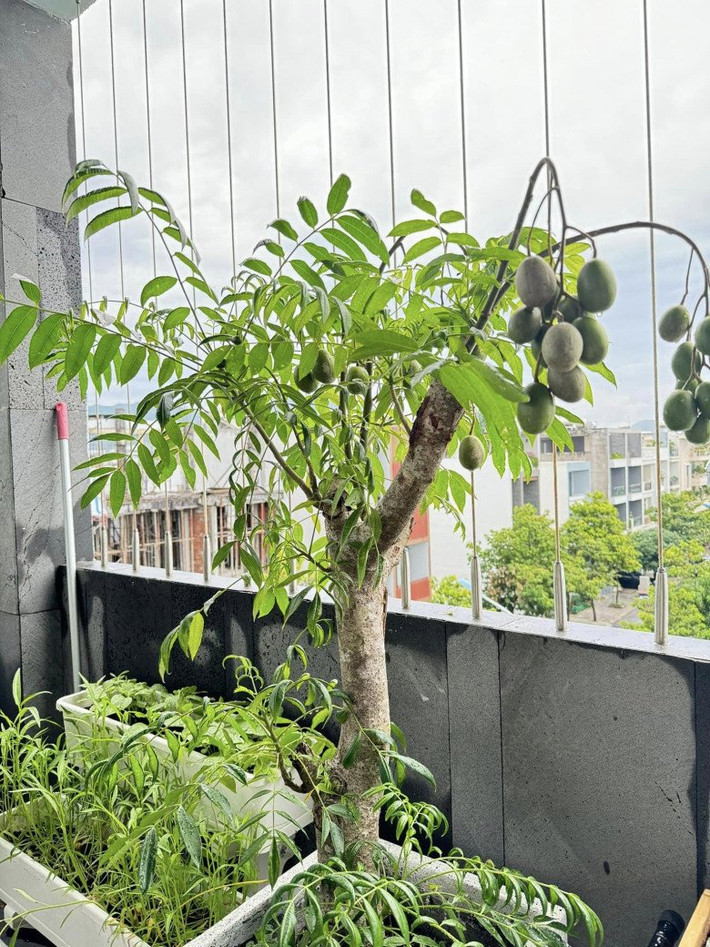 Với sở thích làm nông cùng sự kiên nhẫn, bà xã Phan Mạnh Quỳnh đã biến sân thượng thành vườn cây đa dạng, có đủ rau xanh và các loại quả.