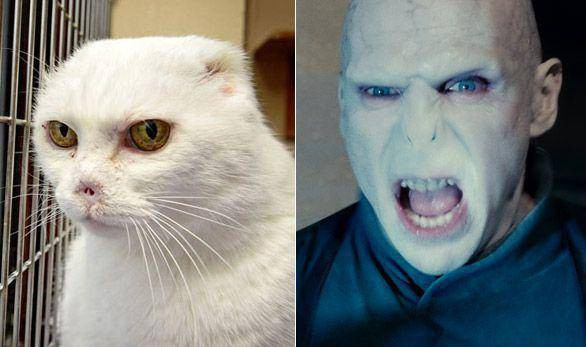 Nếu có thật ngoài đời, có lẽ chúa tể Voldemort cũng phải "khóc thét" trước bản sao động vật này. Với chiếc mũi bị cắt cụt và khuôn mặt nghiêm túc, chú mèo này thật giống nhân vật đại ác trong loạt phim "Harry Potter".