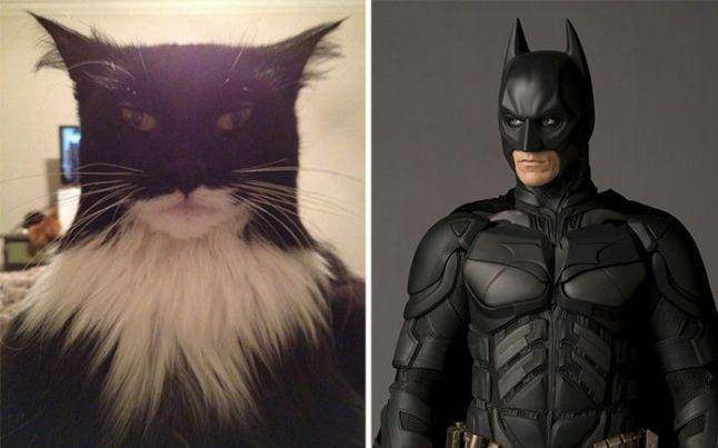 Batman ngoài đời thực đích thị là con mèo sở hữu bộ lông có một không hai này.