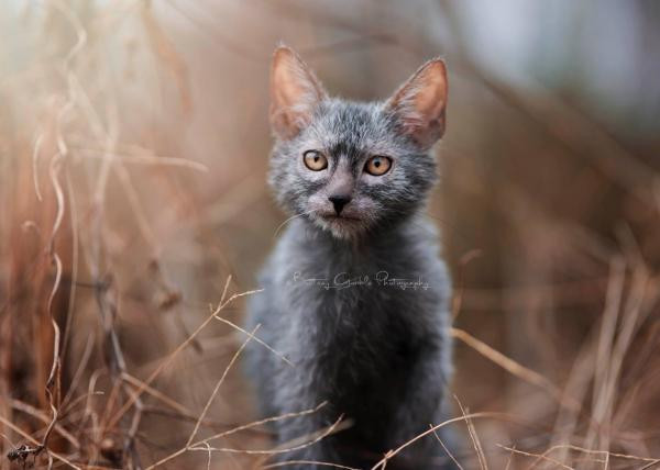 Sở hữu khả năng săn mồi nhanh nhạy giống như loài sói, mèo Lykoi luôn theo sát và chớp lấy bất cứ thứ gì mà chúng cho là con mồi của mình.