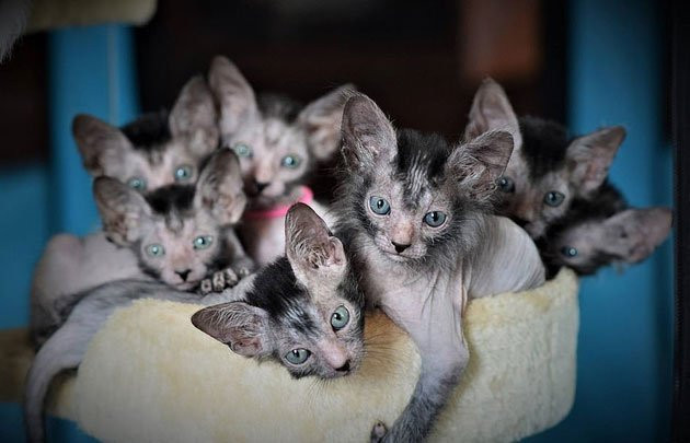 Mèo Lykoi hay còn gọi là mèo ma sói, là kết quả của sự đột biến gen ở loài mèo Mỹ lông ngắn. Các nhà khoa học lai giống ở bang Tennessee, Mỹ đã thành công khi lai ghép ra giống mèo đặc biệt có ngoại hình giống sói và hành động như thể mình là...loài chó.