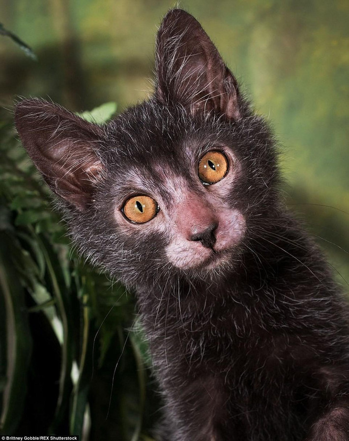 Phần lông còn lại trên cơ thể mèo Lykoi cũng phát triển giống như loài sói.
