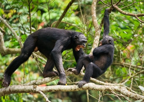Cách ly xã hội ở động vật (social distancing) không phải khái niệm mới trong thế giới tự nhiên. Trên thực tế, một số loài động vật chọn cách giữ khoảng cách với đồng loại trong cộng đồng của chúng nếu phát hiện mầm bệnh truyền nhiễm ở cá thể đó.