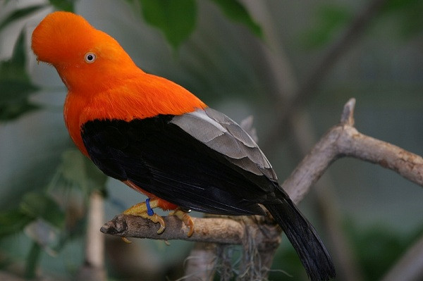 Rupicola là một loài chim thuộc họ Cotingidae có nguồn gốc từ Nam Mỹ, sở hữu bộ lông màu cam sáng cùng một cái mào hình rẽ quạt nổi bật để thu hút con mái. Khi đến mùa giao phối, những con trống bắt đầu phô bày bộ lông mượt đầy sắc màu của mình và "tán tỉnh" bạn tình.