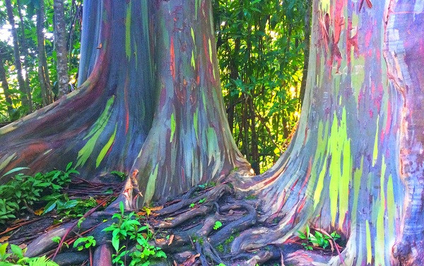 Cây bạch đàn cầu vồng có tên chính thức là Eucalyptus deglupta. Có nguồn gốc từ Philippines, Indonesia và Papua New Guinea,.... đây được xem là là một trong những kỳ quan tự nhiên đẹp nhất thế giới.