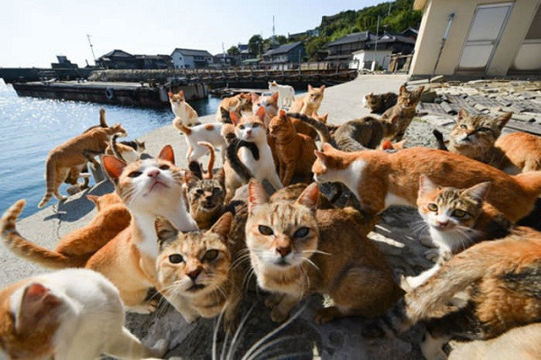 Với dân số chỉ khoảng 100 người, đảo Tashirojima tại Nhật Bản bị chiếm giữ bởi một loài động vật vô cùng đáng yêu - những chú mèo. Được biết, ban đầu các "cư dân mèo" xuất hiện trên hòn đảo này để "giải quyết" lũ chuột phá hoại.