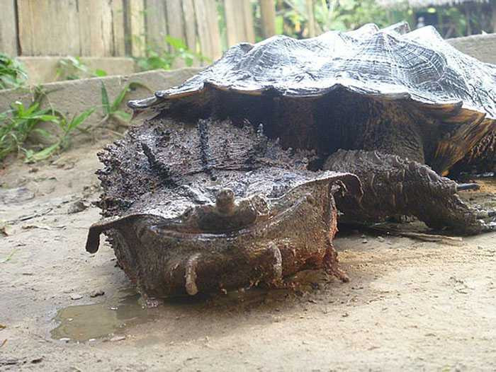 Rùa lá Mata Mata có kích thước cực lớn, sở hữu bề ngoài nhìn như một lớp vỏ cây và lá cây sũng nước, đáng sợ nhất là khuôn mặt.