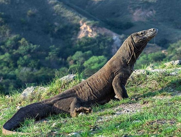 Kiểu sinh sản quái đản của loài rồng Komodo là những con rồng cái có thể sinh sản đơn tính (hay còn gọi là trinh sản) – nghĩa là chúng mang thai và tự thụ tinh cho trứng của mình mà không có tinh trùng của con đực.