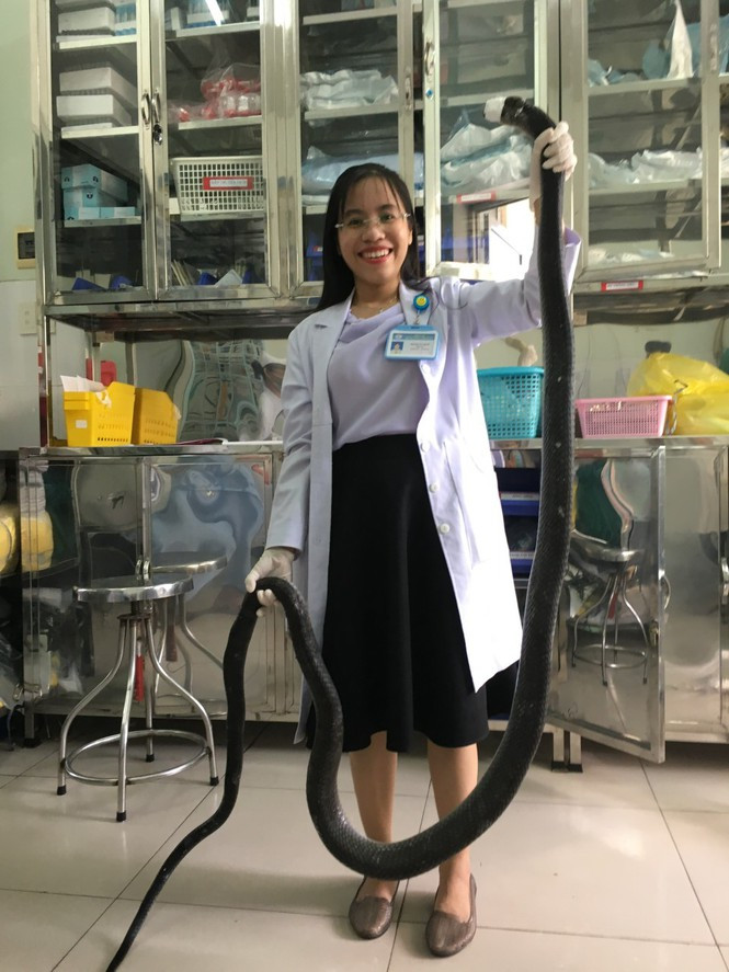 Được biết, con rắn hổ mang chúa dài khoảng 3 mét, nặng gần 4,5kg, sau khi nhanh tay chụp được đầu con rắn, anh T. tự ga rô và chạy nhanh ra đường kêu người đến cứu giúp.