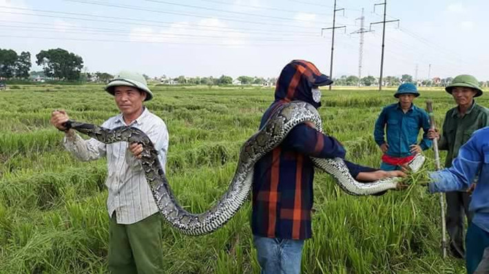 Chiều ngày 25/9/2019, một số người dân ở xã Tế Lợi, huyện Nông Cống phát hiện và vây bắt gọn con trăn lớn trong lúc đi gặt lúa thuộc khu vực đồng Cù nằm trên địa bàn. Con trăn hoa có độ dài khoảng 2,5m, nặng 25kg