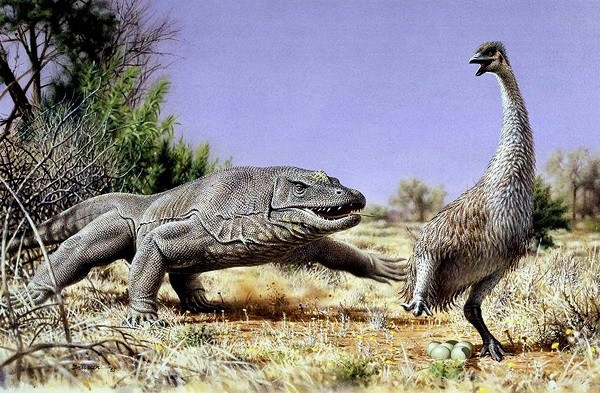 Rồng là một trong những sinh vật huyền thoại nổi tiếng nhất mọi thời đại tưởng chừng chỉ xuất hiện trong truyền thuyết hay những câu chuyện thần thoại nhưng thực tế lại tồn tại. Thằn lằn khổng lồ Megalania - loài thằn lằn lớn nhất mà các nhà khoa học biết đến dài tới 9,1m, nặng hơn 2 tấn và còn có thể phun nọc độc là một trong số những hậu duệ của rồng.
