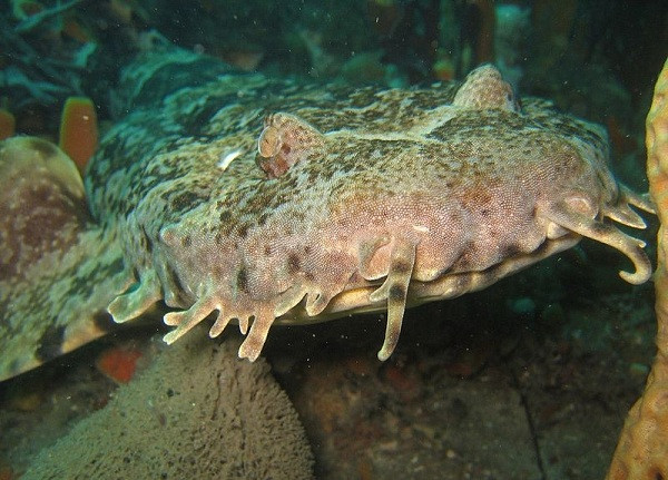 Cá mập Wobbegong Nhật Bản sở hữu cái miệng siêu to khổng lồ như muốn nuốt trọn cả thế giới với những cái râu ngoe nguẩy kinh dị. Loài cá mập này sống chủ yếu ở quần đảo Philippines, có tài ngụy trang cực đỉnh và là một thợ săn mồi xuất sắc.