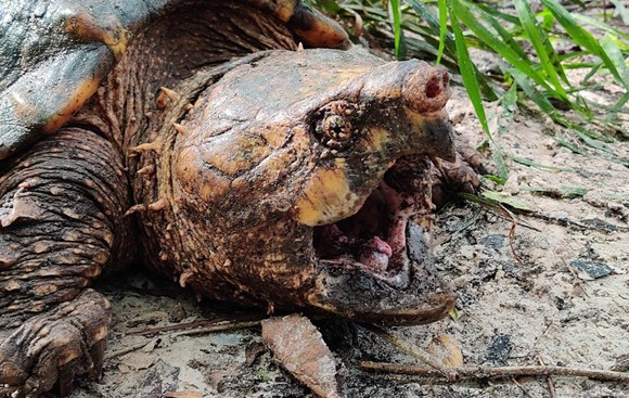 Những con rùa cá sấu Suwannee mới được định danh gần đây, có tên khoa học là Macrochelys suwanniensis. Chúng là đối tượng nghiên cứu của các chuyên gia động vật học từ năm 2014 đến nay.