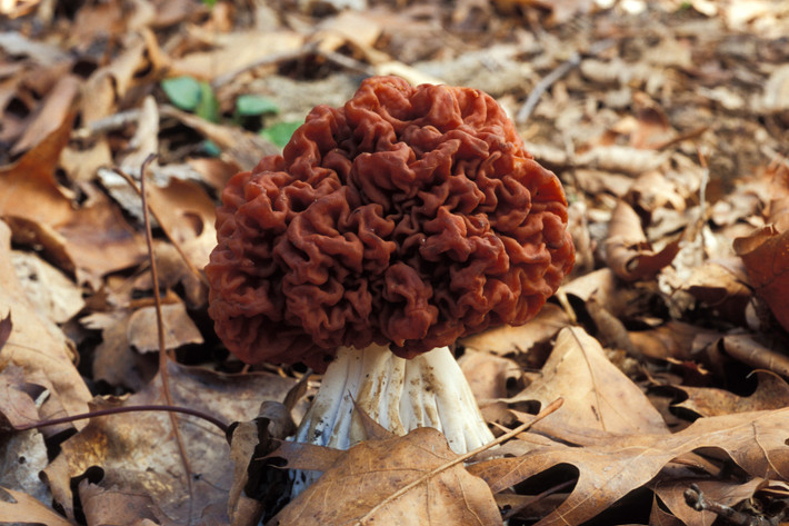 False Morel có hình dạng bộ não đáng sợ khiến người ta liên tưởng đến những bộ phim kinh dị.