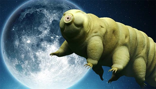 Gấu nước (tardigrade) là loài khiến tất cả sinh vật trên hành tinh ghen tị khi sống "khỏe re" ở những môi trường khắc nghiệt nhất, ngay cả ngoài Trái Đất. Bọ gấu nước được cho là thích nghi được nhiệt độ - 272 độ C đến 150 độ C, có thể sống đến khi hệ mặt trời tàn lụi, chịu được áp suất bằng 0 lẫn siêu khủng.