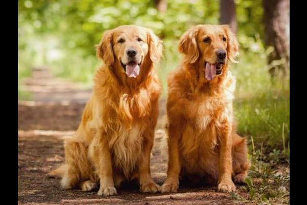 Một cặp vợ chồng người Anh cần tuyển “bảo mẫu” để chăm sóc cho 2 chú chó cưng vì họ thường xuyên phải đi công tác xa nhà. Công việc tuy đơn giản nhưng người làm nhận được mức lương lên tới 950 triệu đồng/năm.