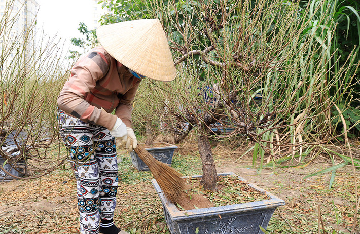 Phần lớn các gốc đâò đã được đều đã được tuốt lá xong và chuẩn bị công đoạn nuôi nụ đào. Ảnh: Hanoimoi.